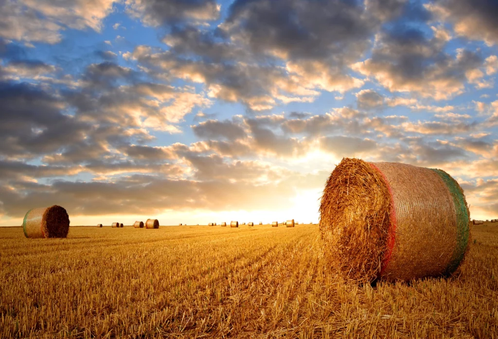 Hayspears®