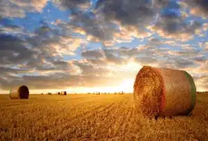 Hayspears®